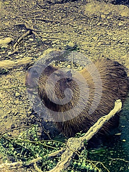 Capibara