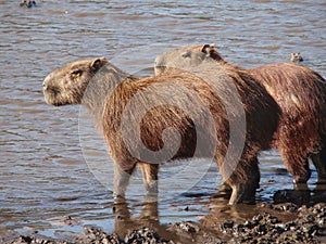 Capibara