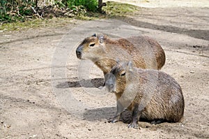 Capibara