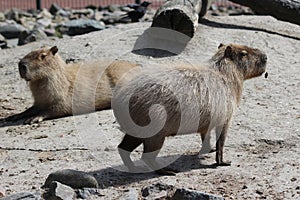 Capibara