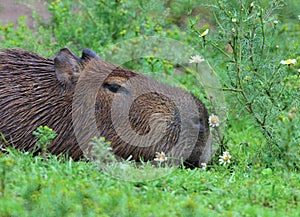 capibara the biggest rat on the ground