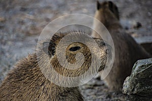 Capibara is the biggest rat in the world. Native to South America