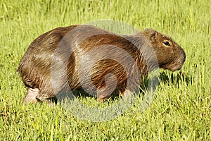 Capibara Grazing in Ibera Marshes