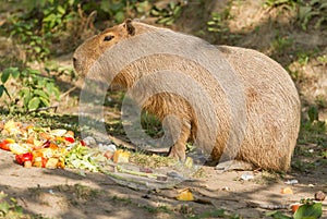 Capibara large rodent eating