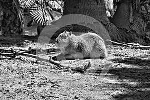 Capibara Largest Rodent on Earth Black and White photo