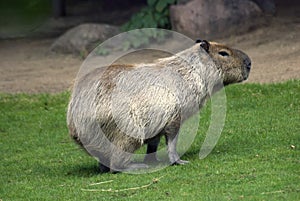 Capibara in Moscow zoo.