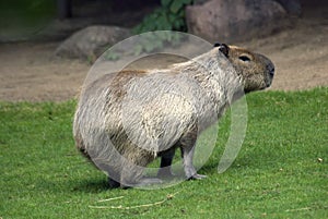 Capibara in Moscow zoo. photo