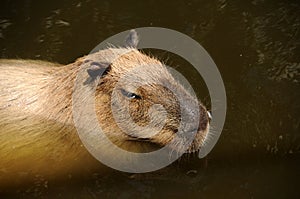 Capibara swimming photo