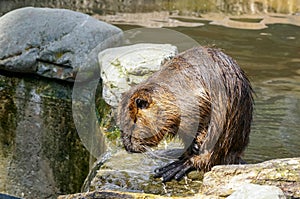 Capibara in water photo