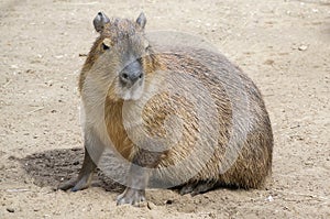Capibara photo