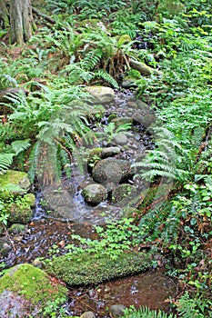 Capilano river rainforest, Canada