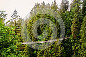 Capilano Suspension Bridge through the forest in Vancouver