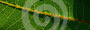 Capillaries and green leaf plants. Web banner