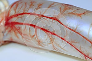 capillaries in the swim bladder