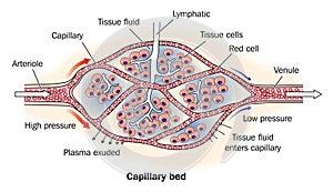 Capillary bed labeled