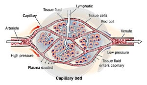 Capillary bed labeled photo