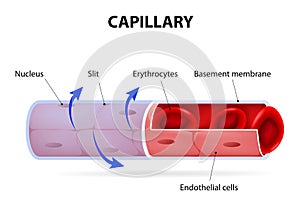 Capillary. blood vessel. labelled