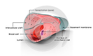 Capillary labelled