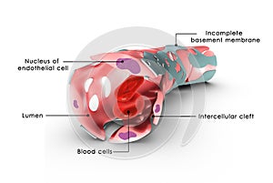 Capillary labelled photo