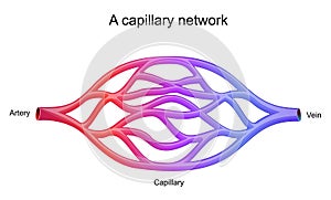 Capillary network. blood vessel
