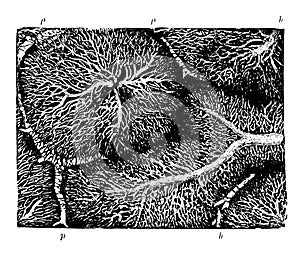 Capillary Network in the Lobules of a Rabbit Liver vintage illustration