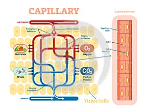 Capillary schematic, anatomical vector illustration diagram with blood flow.