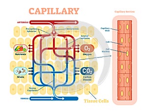 Capillary schematic, anatomical vector illustration diagram with blood flow. photo