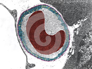 Capillary. Vesicles of pinocytosis