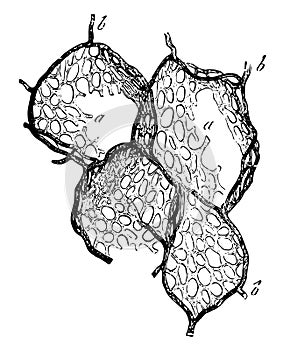 Capillary Vessels of Air Cells, vintage illustration