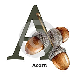 Capital letter A with acorns decor. Watercolor illustration. Forest nature ABC alphabet font element. Wildlife nature