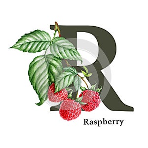 Capital letter R with raspberry branch decor. Watercolor illustration. Forest nature ABC alphabet font element. Wildlife