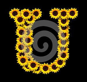 Capital letter U made of yellow sunflowers