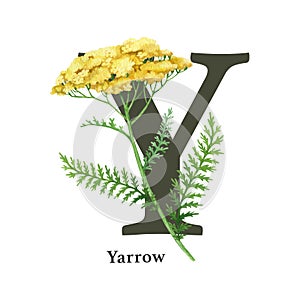 Capital letter Y with yarrow decor. Watercolor illustration. Forest nature ABC alphabet font element. Wildlife nature