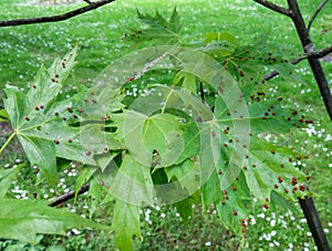 Capitate mite on maple leaves