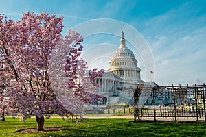 The capitol, american spring, spring in congress. Blossom spring in Washington DC. Capitol building at spring. USA