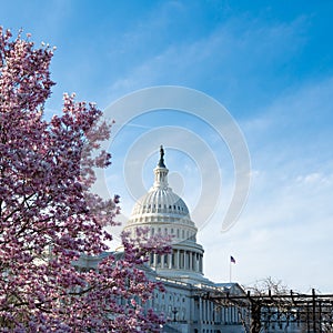 Capitol building in blossom tree. Spring Capitol hill, Washington DC. Capitols dome in spring. United States capitol