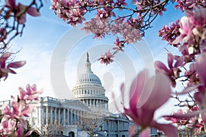 Capitol building in blossom tree. Spring Capitol hill, Washington DC. Capitols dome in spring. United States capitol photo