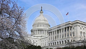 Capitol building and cherry blossoms, Washington DC