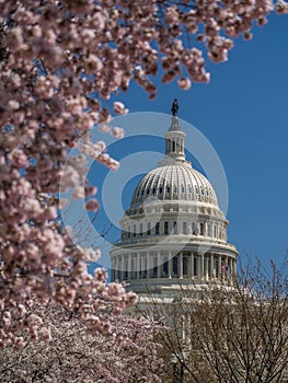 The Capitol building dome and cherry blossoms in spring