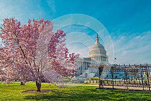Capitol building near spring blossom magnolia tree. US National Capitol in Washington, DC. American landmark. Photo of