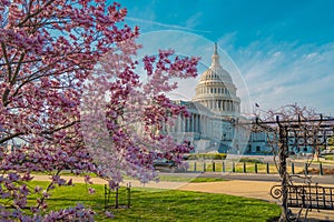 Capitol building at spring blossom magnolia tree, Washington DC. U.S. Capitol exterior photos. Capitol at spring