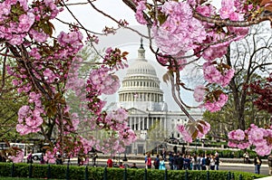 Capitol building at the US Capital in Washington DC with cherry blossoms