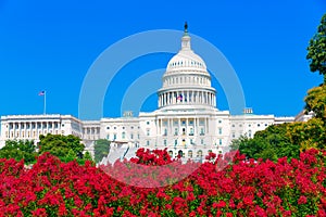 Capitol building Washington DC pink flowers USA