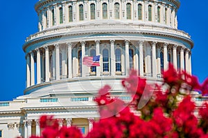 Capitol building Washington DC pink flowers USA