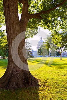 Capitol building Washington DC sunset garden US