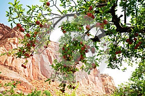 Capitol Reef Apples