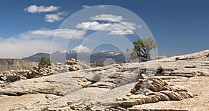 Capitol reef, central Utah, USA. Lonely pine tree on the rocks.