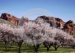 Capitol Reef National Park