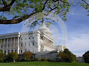 Capitol in summer, side view with a pine tree