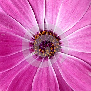 Capitulum Cape Marguerite Daisy flower
